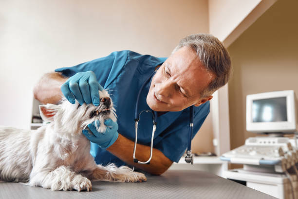 Best Weekend Emergency Dentist in Knox, PA